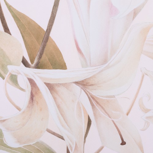 White Lily (18519.19722)