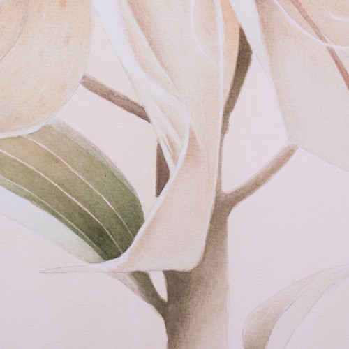 White Lily (18519.19725)