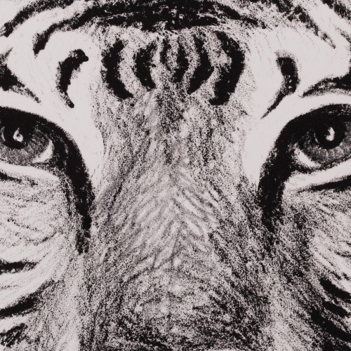 Tiger (19967.16383)